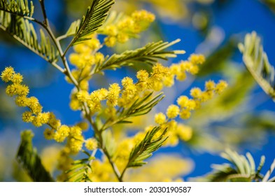 23 Aromo tree Images, Stock Photos & Vectors | Shutterstock