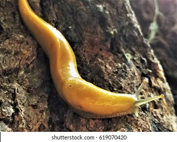 Close Yellow Banana Slug On Redwood Stock Photo 619070420 | Shutterstock