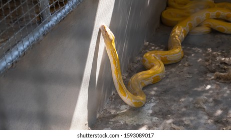 Close Up Of Yellow Big Snake In The Cage