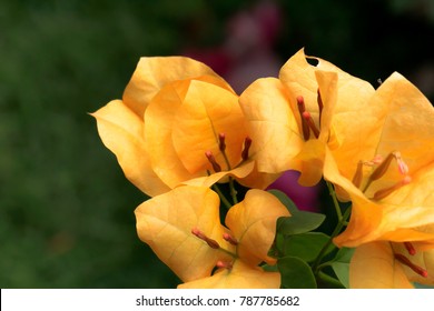 Close up of yellow Bougainvillea flower on green background. It is a sturdy perennial with lovely paper like flowers.