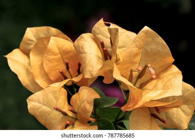 Close up of yellow Bougainvillea flower on green background. It is a sturdy perennial with lovely paper like flowers.