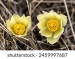 Close up of yellow buds of early spring flowers in dry grass. Yellow Alpine Pasqueflower, Alpine Pasqueflower, natural background