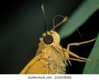 Close Up Yellow Butterfly With Mouth Sucker Stick Out On The Leaf