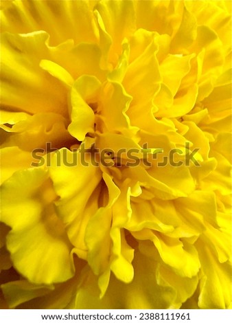 Close up yellow carnation petals