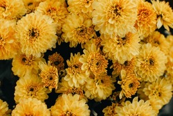 Close Up Of Yellow Chrysanthemum Flowers. Blurred Background With Yellow Chrysanthemum Flower.
