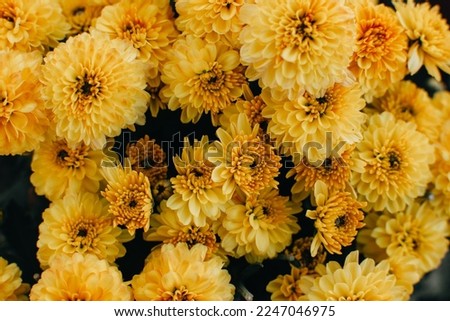 Close up of yellow Chrysanthemum flowers. Blurred background with yellow Chrysanthemum flower.
