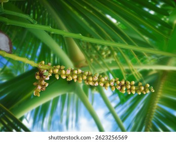 Close up yellow coconut pollen, tiny flowers on a coconut palm tree with blurred background