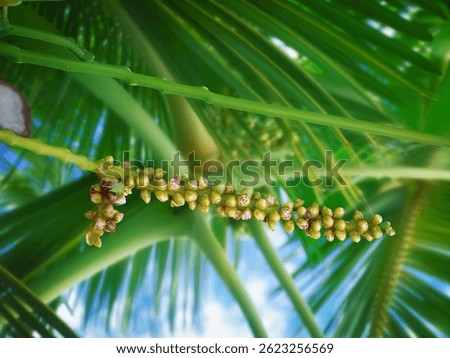 Close up yellow coconut pollen, tiny flowers on a coconut palm tree with blurred background