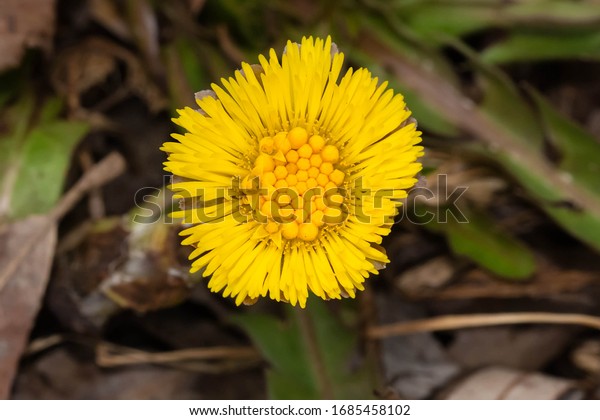 春先に咲く黄色いコルツフット花の接写 別名bull S Foot Coghwort Foalsswort Horse Foot Tash Plant Taylor Creek Park Toront Ontario Canada の写真素材 今すぐ編集