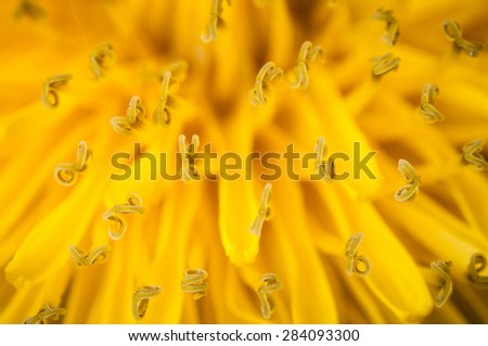 Similar – Image, Stock Photo soon Tagetes will bloom