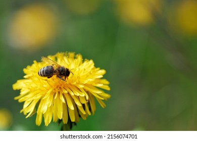 Close up of a yellow dandelion flower with a bee collecting pollen. The background is the blurred green of the meadow with successive dandelions.                               