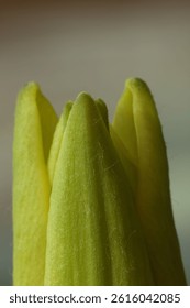 Close up of a  yellow Day Lily flowerbud beginning to bloom, with a blurred background