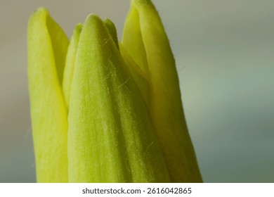 Close up of a  yellow Day Lily flowerbud beginning to bloom, with a blurred background