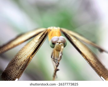 Close up of yellow dragonfly, dragonfly perched on a wooden branch - Powered by Shutterstock - Get 15% off with code: PIKWIZARD15