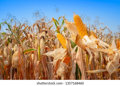 Close Yellow Dry Ripe Corn On Stock Photo 1357168460 | Shutterstock