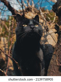 Close up of yellow eyed black cat sat in a tree looking up at the sky