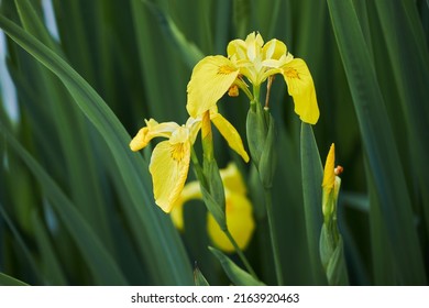 64,804 fotos de Iris yellow - Fotos, imágenes y otros productos  fotográficos de stock | Shutterstock