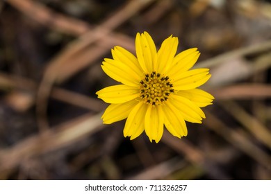 close up yellow flower 