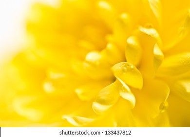 Close Up Of Yellow Flower Aster, Daisy