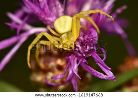 Close up of yellow flower crab spider Misumena vatia on purple blossom, photographed at Königsbrunner Heide, Augsburg (Bavaria, Germany)