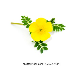 Close up the yellow flower of devil's thorn (Tribulus terrestris plant) on white background. - Shutterstock ID 1556017184