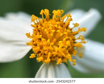 Close up of yellow flower nectar