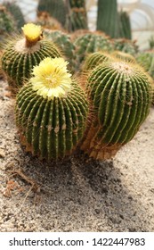 Close Up Yellow Flowers Of Ball Cactus On Stony Sandy Ground In Garden. Low Angle Blur Background