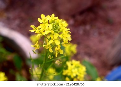 Close up of yellow flowers of Chinese mustard on blurred background. ( Brassica juncea, commonly brown mustard) - Shutterstock ID 2126428766