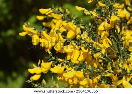 Close up yellow flowers of Cytisus scoparius (syn. Sarothamnus scoparius), common broom or Scotch broom. Family Fabaceae, Spring, Netherlands	