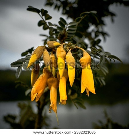 A close up of Yellow flowers on green lagoon with rain drop