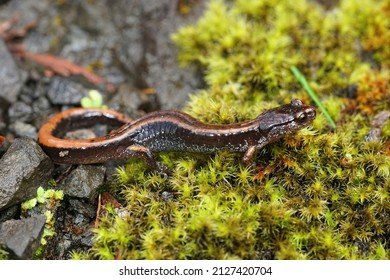 Close up of the yellow form of the Western redback salamander , Plethodon vehiculum at Holcomb area, Washington state on forest floor