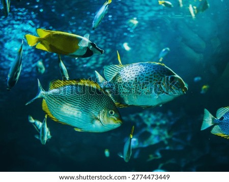 close up of yellow foxface rabbitfish and spotted rabbitfish swimming in aquarium, exotic tropical species in oceanarium tank, detailed view of marine life underwater, vibrant aquatic animals display
