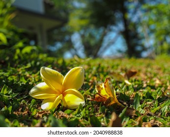 Close Up Of A Yellow Frangipani Or Plumeria Alba Laying On The Grass, Low Angle With Blurred Background Of House And Blue Sky, Selective Focus. Outdoor Concept.