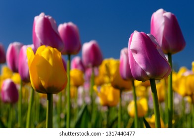 Close up of yellow Garant and pink Ollioules Dutch Tulips with blue sky