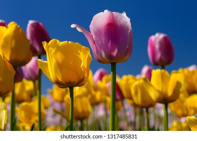Close up of yellow Garant and pink Ollioules Dutch Tulips against blue sky