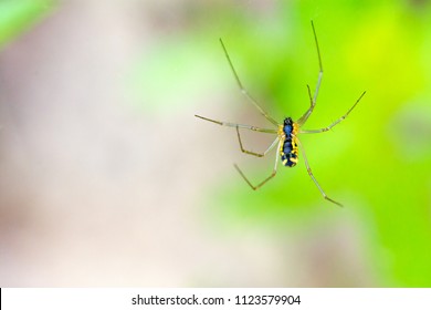 Close up of yellow garden spider at Plotterkill Preserve