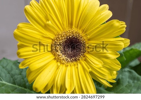 close up of yellow gerber daisy