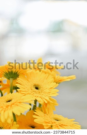 close up yellow gerbera flower in garden, copy space for text, happy Valentine's Day, wedding ceremony wallpaper background concept, barberton daisy