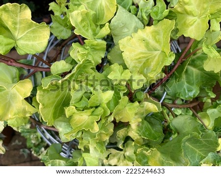 Close up of the yellow green leaves of the perennial evergreen garden climber Hedera helix Steven seen growing in a wire basket.