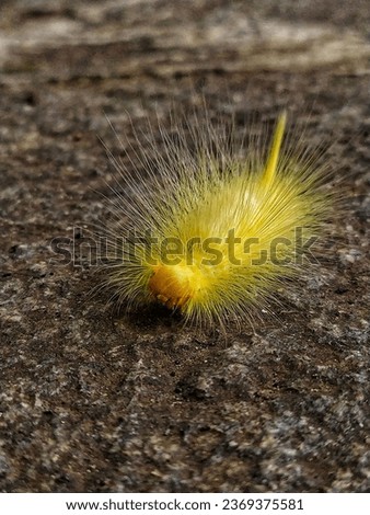 close up of the yellow haired caterpillar. 

