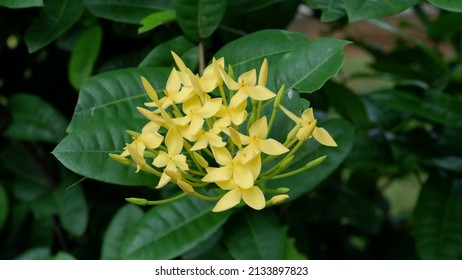 close up of Yellow Ixoras or Ixora coccinea, yellow Ixoras bloom