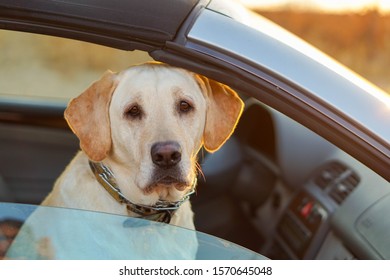 Close Up A Yellow Lab Dog In A Car With Sad Face Showing Loneliness, Missing The Owner 