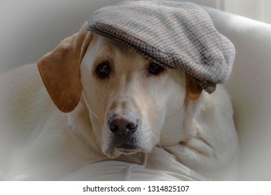 yellow lab hat