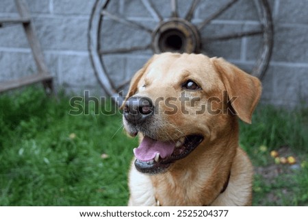 close up of yellow lab with one missing eye