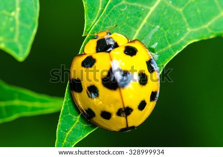 Close up of yellow Ladybird beetle or Ladybug on green leave.Insect