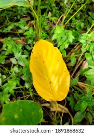 Close up of a yellow leaf surrounded by green leaves