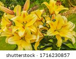 Close up of yellow lilies (Liliaceae) a genus of herbaceous flowering plant grown from bulbs, all with large prominent flowers.