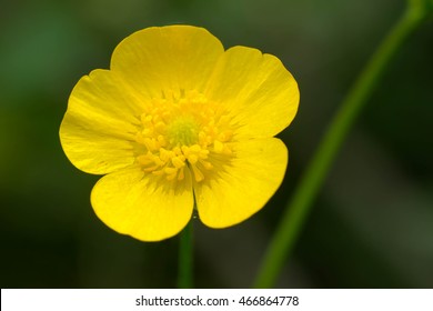 A close up of a yellow Meadow Buttercup flower. Also known as a Common, Giant, or Tall Buttercup, it is an invasive species. Presqu'ile Provincial Park, Brighton, Ontario, Canada.