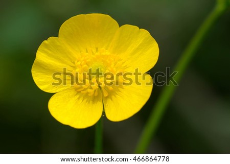 A close up of a yellow Meadow Buttercup flower. Also known as a Common, Giant, or Tall Buttercup, it is an invasive species. Presqu'ile Provincial Park, Brighton, Ontario, Canada.