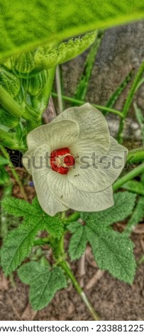 Close up of a yellow okra's flower or lady finger's flower as artistic design.